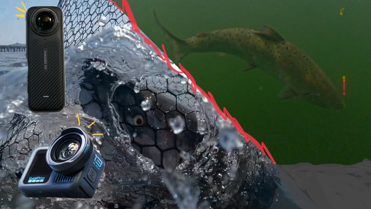 How to use GoPro VS Insta360 Best Underwater Fish Fighting Action ...