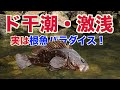 ド干潮時・激シャロー地帯での根魚ゲームはスリリング(ライトゲームマニア連動動画)