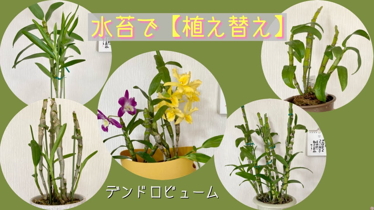 2023年4月4日　デンドロビューム（ノビル系）　水苔を使用　植え替え・鉢増し・植え替え（水苔が古い為）　新芽🌱が成長中　グラつく株は支柱を立てる　キャンディ　アポロン