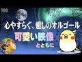 心やすらぐ、癒しのオルゴール【作業用・勉強用・睡眠用BGM・音楽】オカメインコの可愛い動画 途中広告なし 730