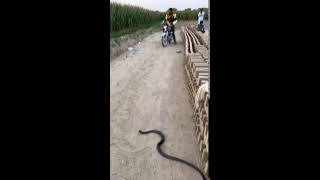 king Cobra