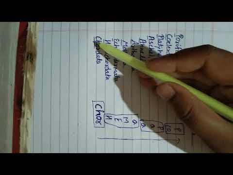 Trick to learn animal kingdom phylum name in sequence - YouTube