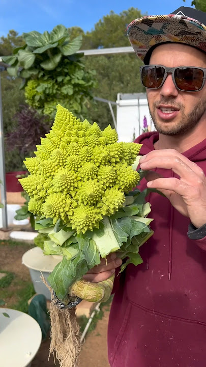 And these are just some of the crops that we grew amongst so many other varieties. #farming #garden