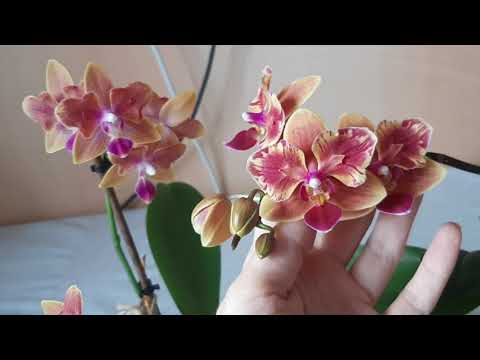 Мои огненные орхидеи-бабочки: Phal. Golden Sand и Phal. Sogo Yellowtris