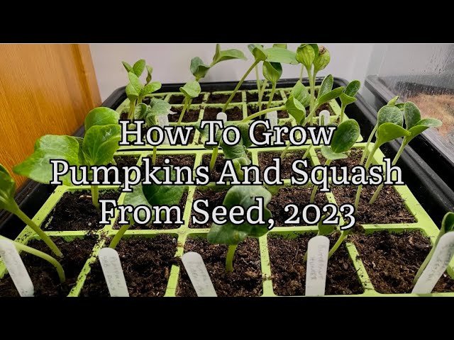 pumpkin seed to plant Pumpkin Seeds