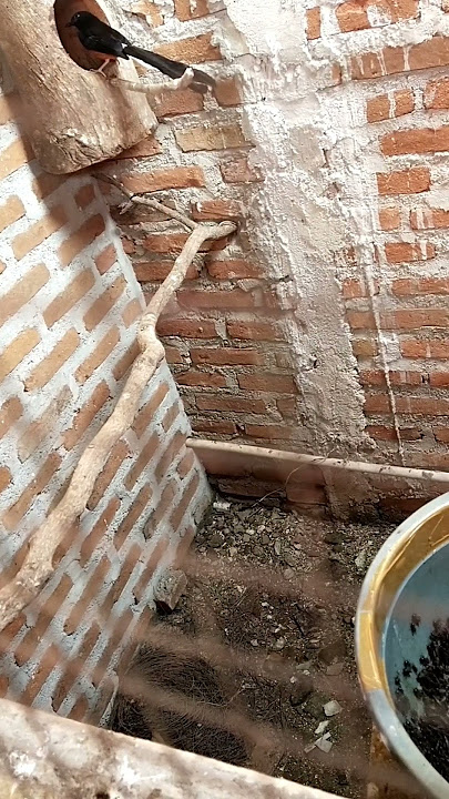 murai batu meloloh anak nya, datang bawa makanan pergi bawa kotoran #shorts #ternakmuraibatu #birds