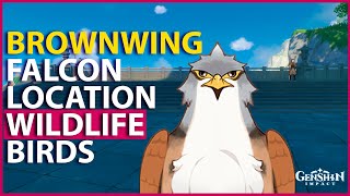Brownwing Falcon Best Location Genshin Impact