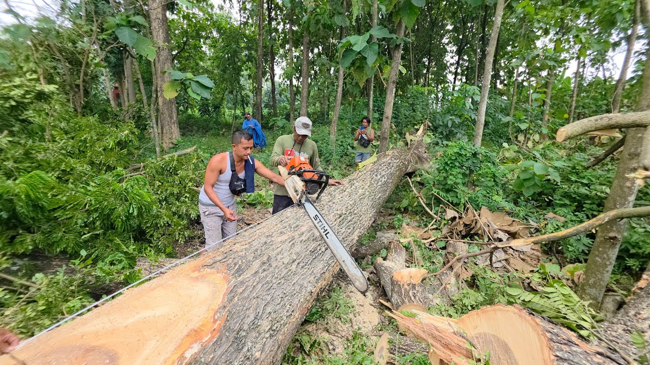 Cutdown two dangerous trees on the road‼️ - YouTube