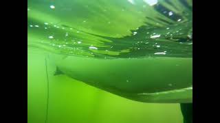 Pontoon boat Bottom Cleaning Service