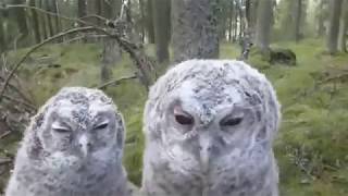 Jammin Owls