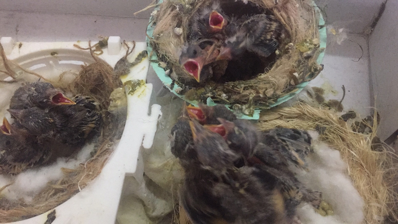 فراخ الحسون الصغيرة