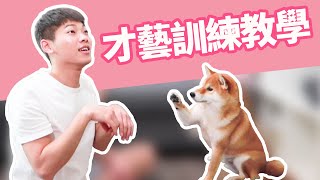 【柴犬抖宅大人】狗狗才藝訓練怎麼教握手拜託饋頭