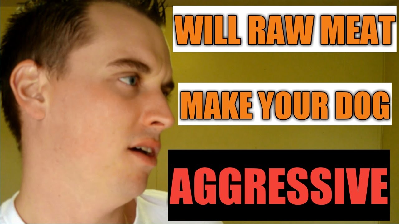 Will Raw Meat Make My Dog Aggressive YouTube