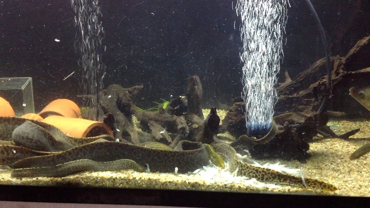 Gymnothorax polyuranodon // feeding time // Sep2015