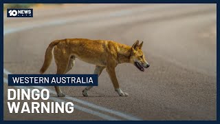 Urgent Dingo Warning Issued In WA After Multiple Attacks | 10 News Net Worth