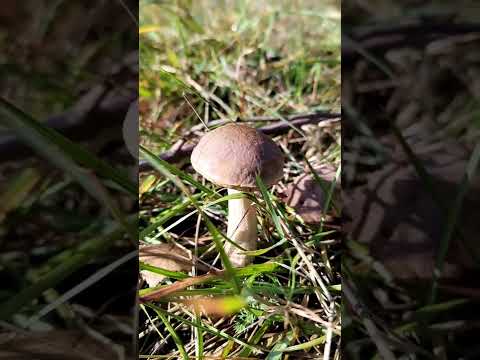 сколько вырастет гриб за два дня.