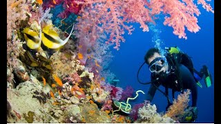 Scuba Diving in Puerto Morelos, Mexico - 2022