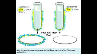 Decode the Genetic Code