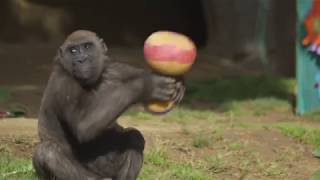 Gorilla Joanne Turns Five