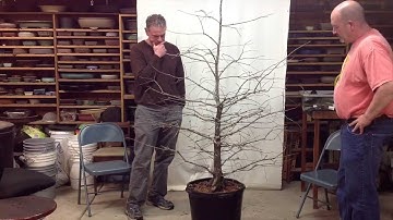 Creating a Bald Cypress Bonsai with Arthur Joura