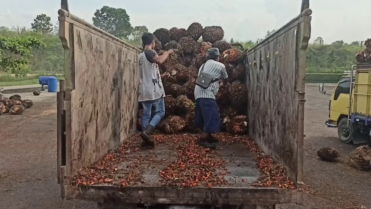 Bongkar buah sawit di pabrik,truk bak kayu bongkar manual,