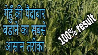 गेहूं में उत्पादन पैदावार बढ़ाने हेतु ये करे|गेहूँ की खेती करने वाले जरूर देखे|gehu ki kheti