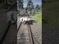 Man Skinning White Bison on Railway - Train &amp; Crocodile DOUBLE ATTACK!  RDR2 #shorts