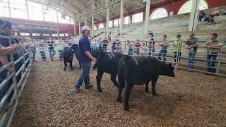 Illinois 4H 2024 Angus Heifers Illinois 4h 2024 Simmental Heifers
