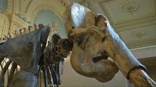 16000-летний скелет мамонта хотят продать за полмиллиона евро (новости)