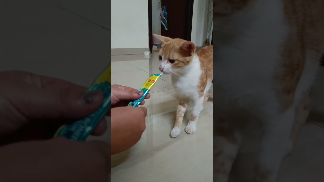 Me-O creamy treats 🐾 Yummy Cat Food 😺 