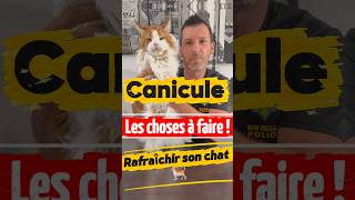 Les choses a faire pour ton chat durant la canicule pour le rafraîchir ! #chat