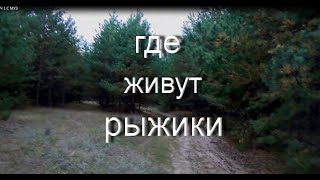 ТИХАЯ ОХОТА. ГДЕ ЖИВУТ РЫЖИКИ И КАК ИХ ИСКАТЬ