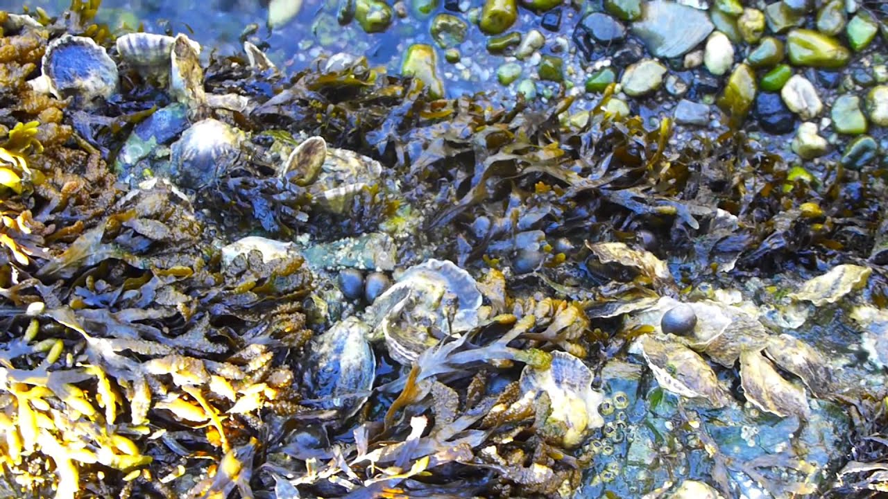 № 40 Продолжение 39 видео(что-то там заглючило)! Oyster bay festival