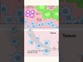 Memoria B: del ganglio al ataque tumoral #cienciasobredosruedas #biologia #bioquimica #ciencia