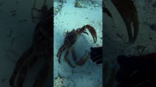 Diver Picking Up a Recently Molted Crab