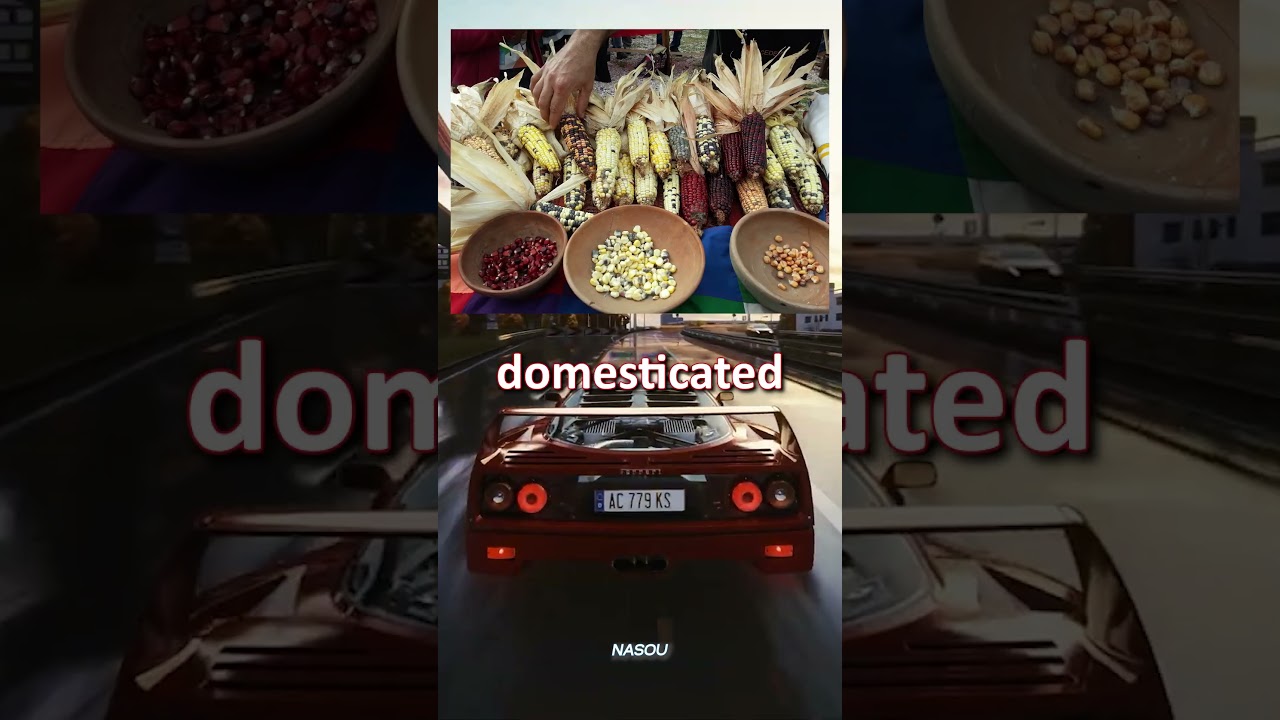 weird Facts about corn industry That You’ve Never Heard of!