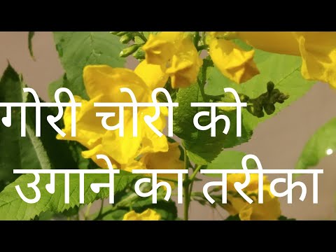Video: Hoe om geel aandblomplante te kweek