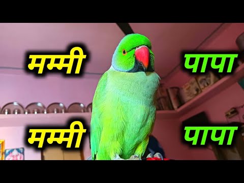 Talking parrot  bolne wala tota  mitthu mitthu 