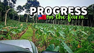 NEW TARO PLOTS | CATTLE FENCE MAINTENANCE| Samoan Farming