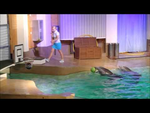 Video: 7 Ihmisen Väärinkäsitys Delfiineistä