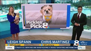 Pickles' Pick