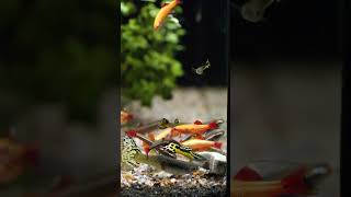Quality Vacation Food for Fish! ✈️ #shorts
Share and subscribe! 🤩
Check out our other content!
Instagram: https://www.instagram.com/fluvalaquatics/
TikTok: https://www.tiktok.com/@fluval_aquatics
Facebook: https://www.facebook.com/fluval/
Website: https://fluvalaquatics.com/
Newsletter: https://fluvalaquatics.com/us/register/
#Fluval #BugBites #fishfood #fishlovebugs #feedingfrenzy #vacation #holiday #travel #fish #aquarium #fishtank #aquariumfish #aquariumhobby #short #shortvideo #shortsvideo #shortsfeed #shortsyoutube Quality Vacation Food for Fish! ✈️ #shorts
