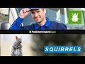 Working with pest control professional services in Essex will be essential wherever you struggle with a squirrel control predicament.