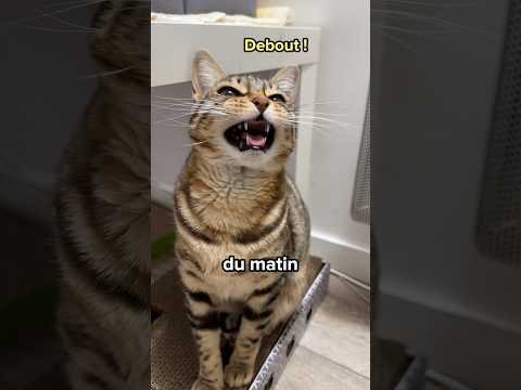 Ton chat ne choisit JAMAIS sa position de sommeil au hasard 😼 #shorts #chat