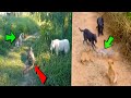 ANIMALES en GUERRA 🔴1 Lagarto vs 5 PERROS y 1 Lince Loco🔴(WILD ANIMALS Attacks Bobcat vs Cougar)