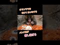 母親に育児放棄されてしまったパンチくんは、飼育員さんから贈られたオランウータンのぬいぐるみ(通称:オランママ)を母親代わりにして育っています。