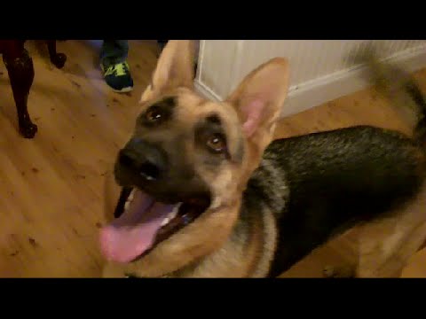 happy german shepherd