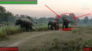 wild female elephant vary dangerous angry in bogidhola tea garden?????????