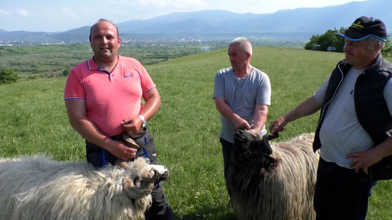 -Ovce i krave HUSEINA  HALILAGIĆA iz Majdana nadomak BIHAĆA -