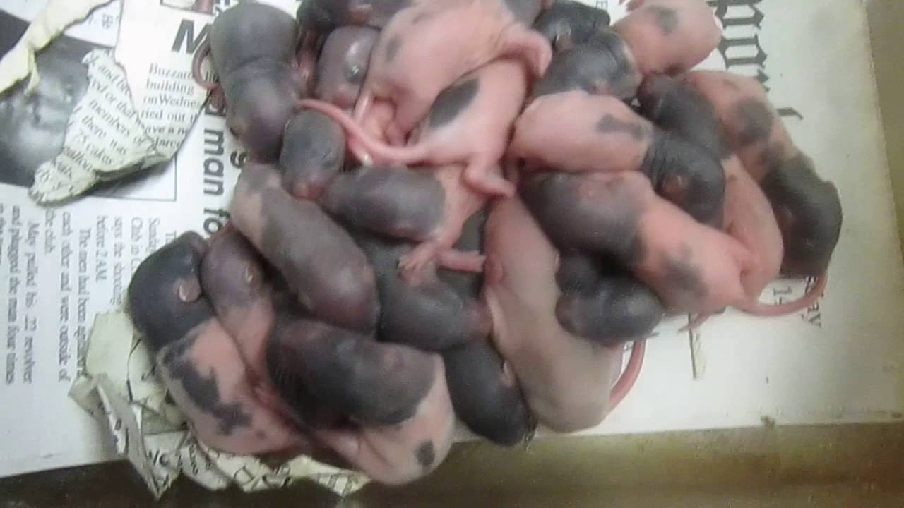 video phone beyonce mp3 RAT UPDATE !!!!!
